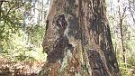 03-Interesting tree near Halls Falls
